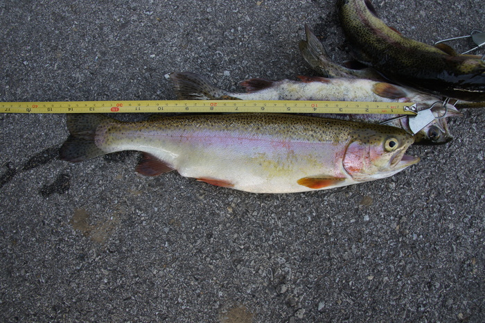 14 inch rainbow