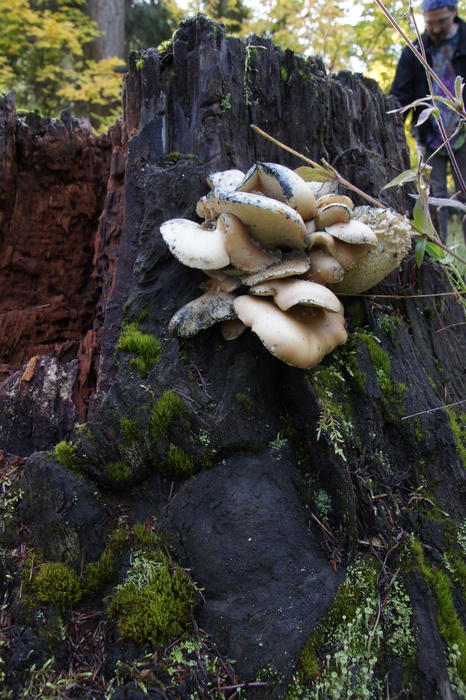 white polypore