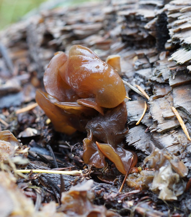 jelly fungus