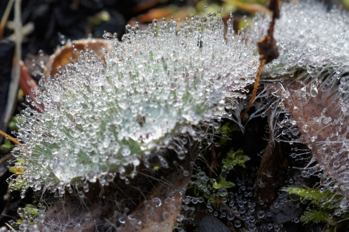 water droplets