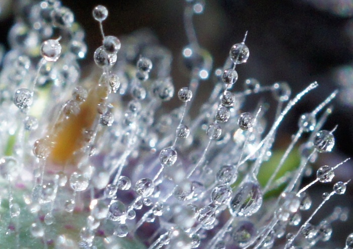 water droplets