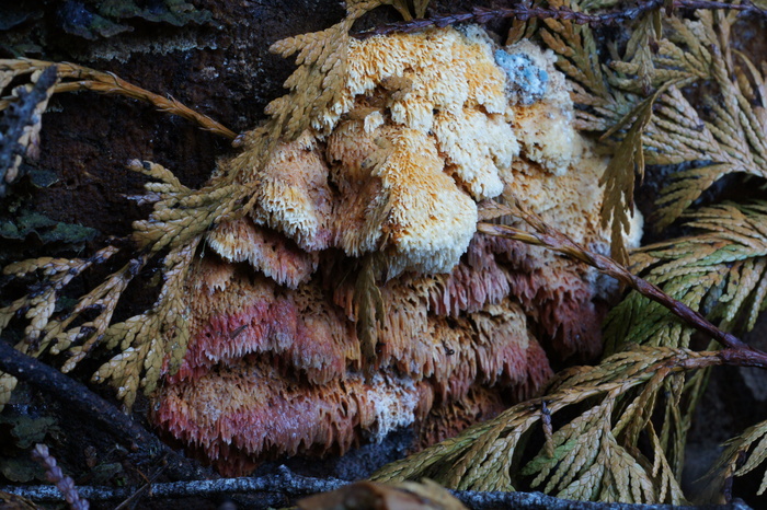 unknown shelf fungus