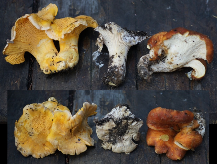 Cantharellus cibarius, Cantharellus subalbidus, Gomphus floccosus