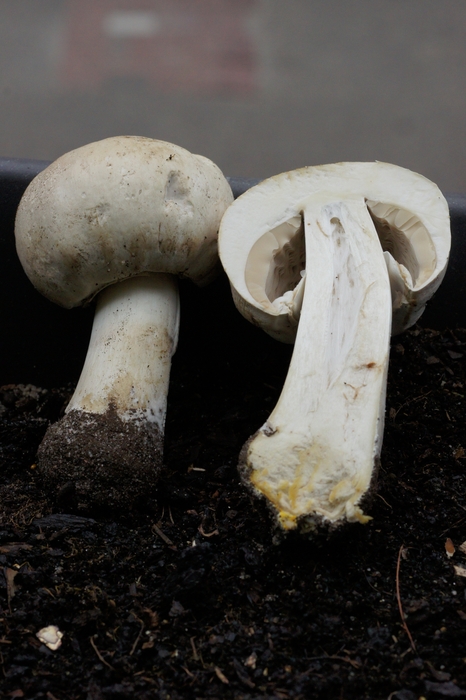 A. xanthodermus