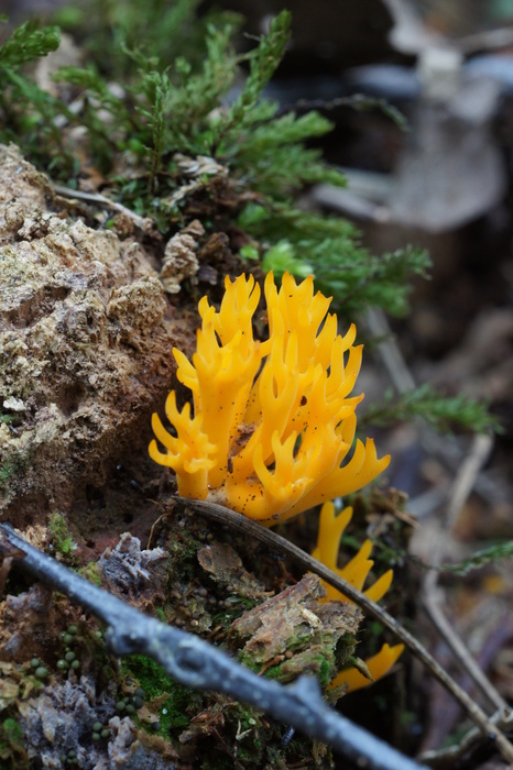 orange coral