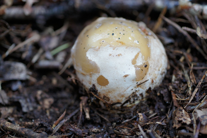 stinkhorn egg