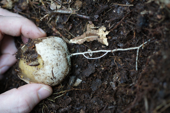 stinkhorn egg with cord
