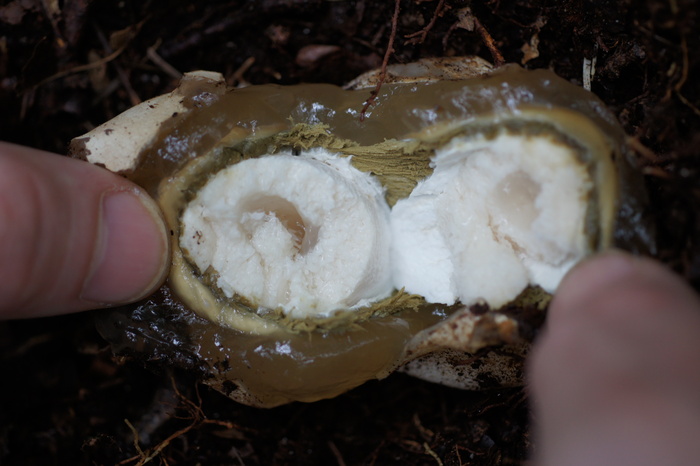 stinkhorn egg inside