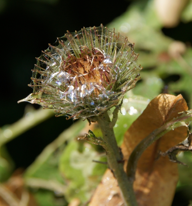 slugged flower