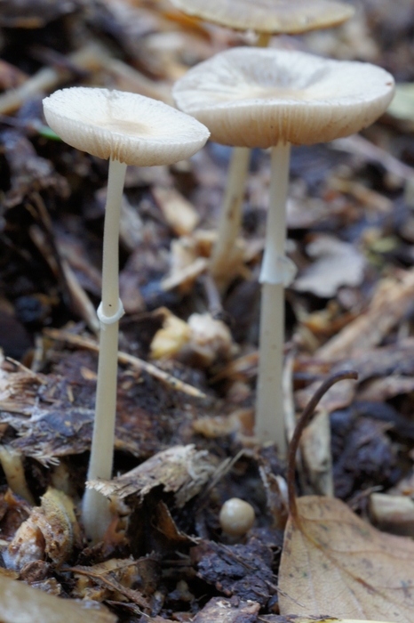 unknown buff fungus