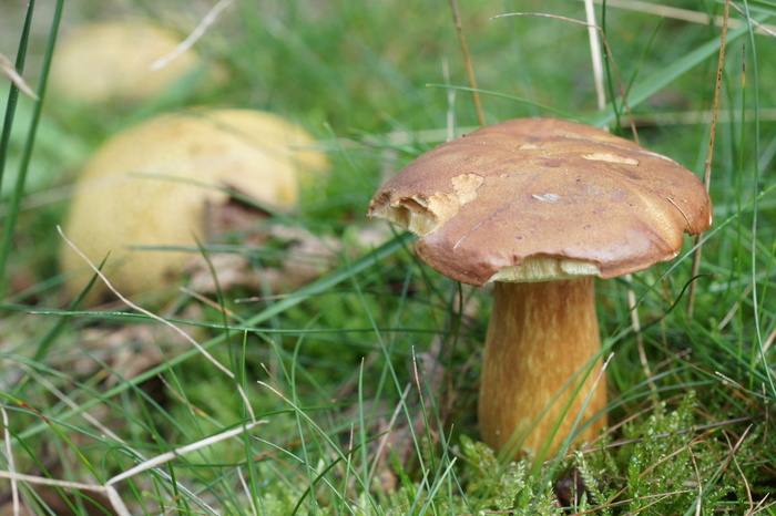 suillus