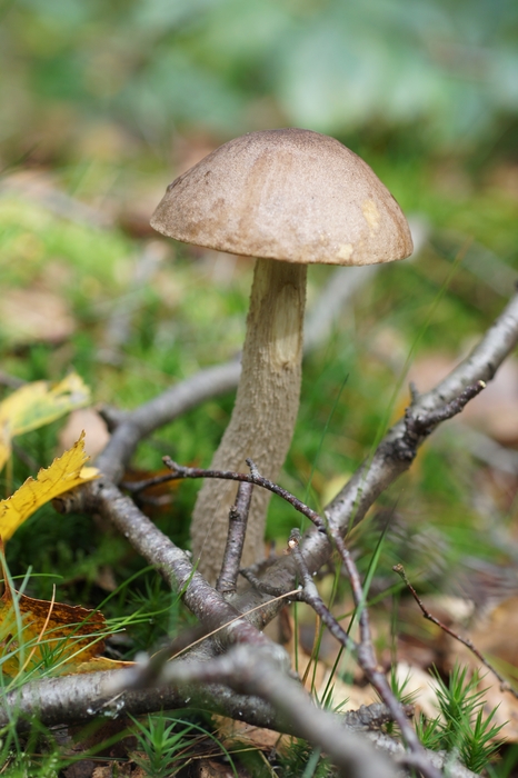 thin-stalked bolete