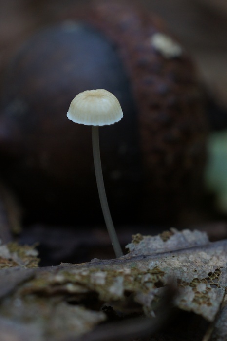 Marasmius