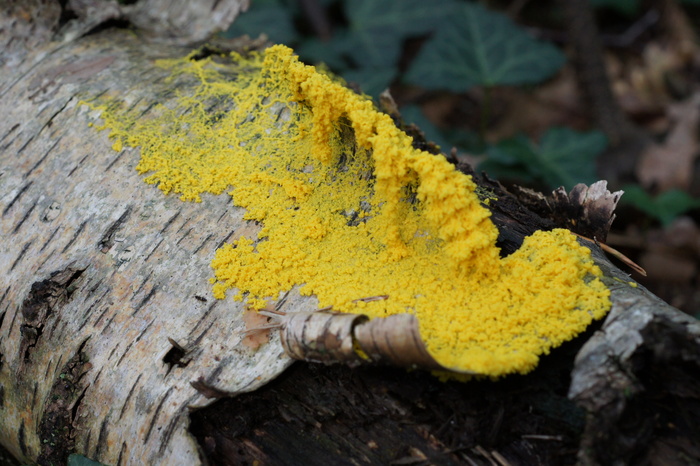 slime mold