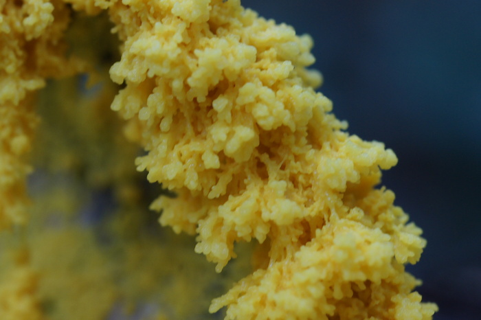 slime mold