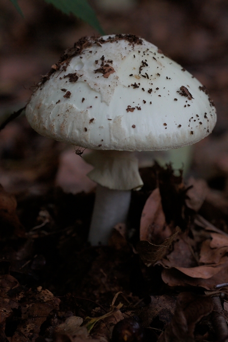 amanita