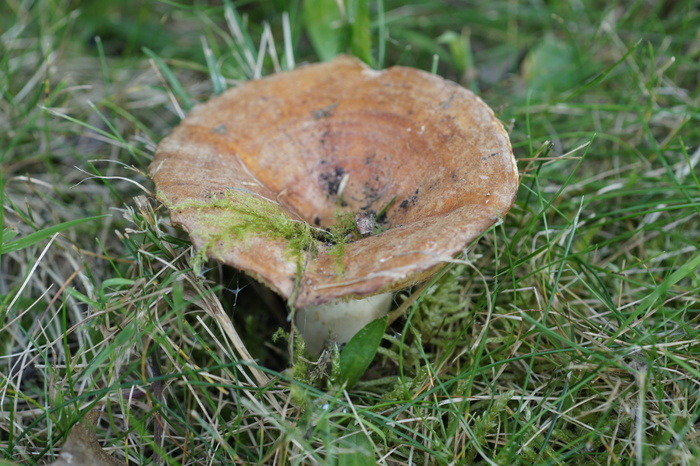 Lactarius