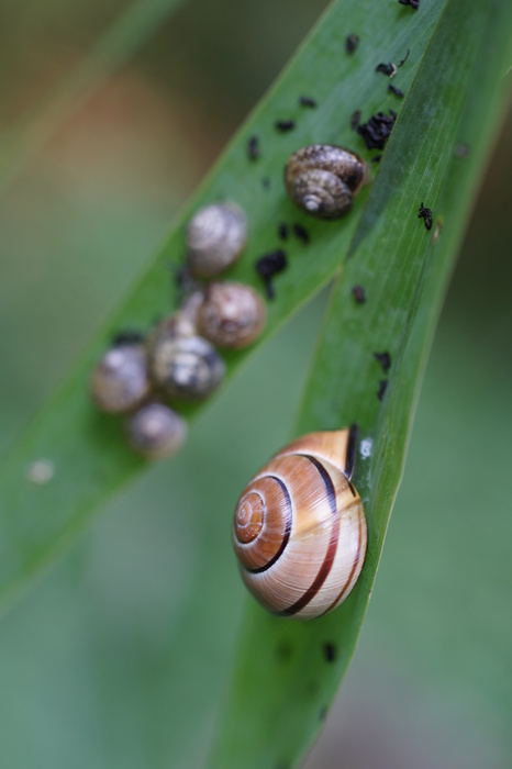 snails