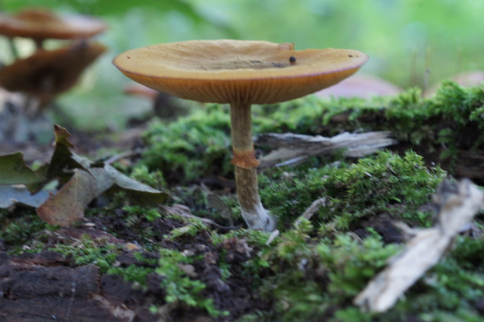 unknown orange mushroom