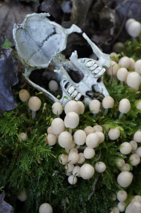 fungus and skull