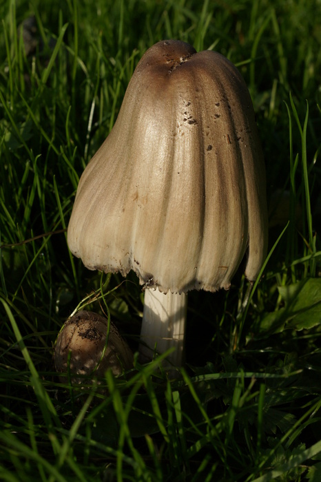 Coprinus sp.