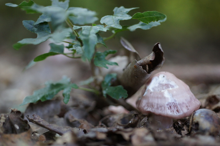 purple mushroom with ivy