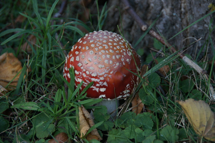 A. muscaria