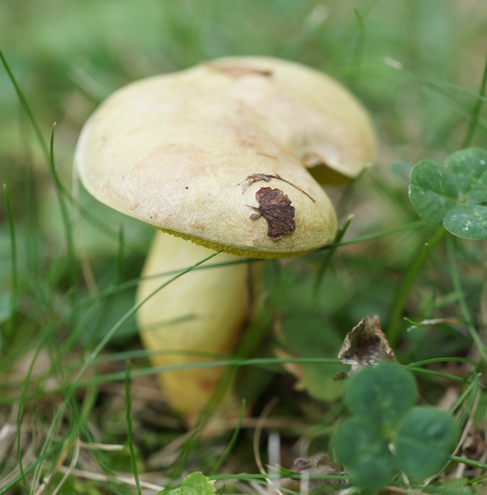 minute Bolete