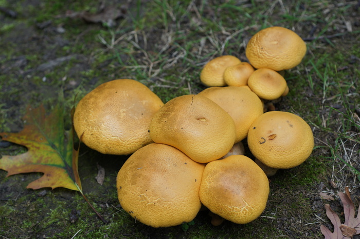 unidentified yellow mushroom