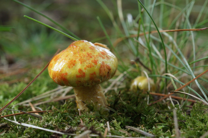 Suillus?