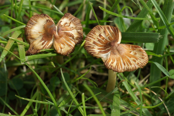 Mycena sp.