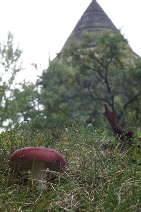 russula and tower