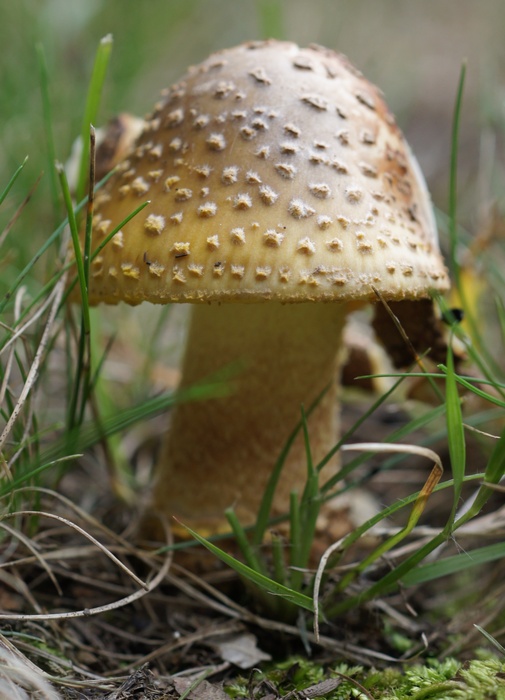 Amanita