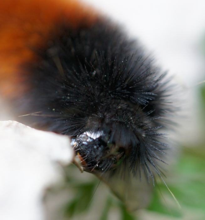 wooly worm
