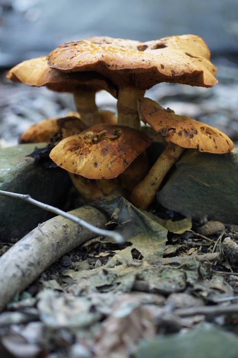 yellow mushrooms