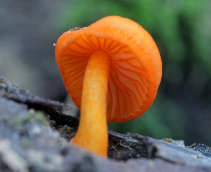 Hygrocybe miniata