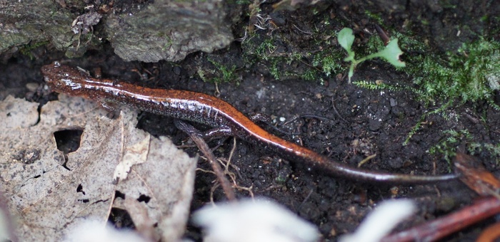 red backed salamander