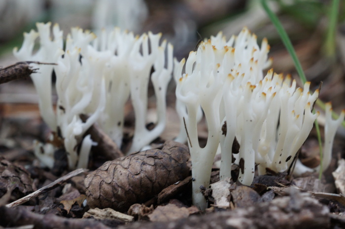 white coral fungus