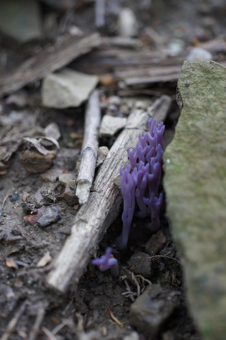 purple coral fungus
