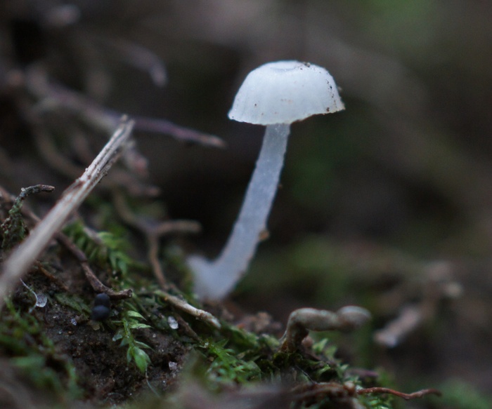 white mycena