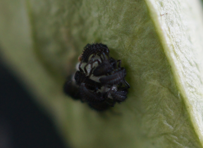 hatching ladies