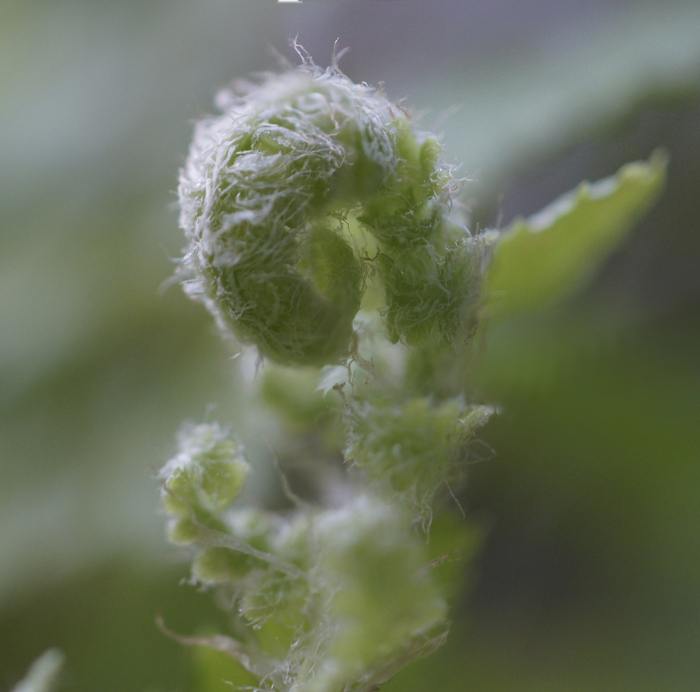 stacked fern