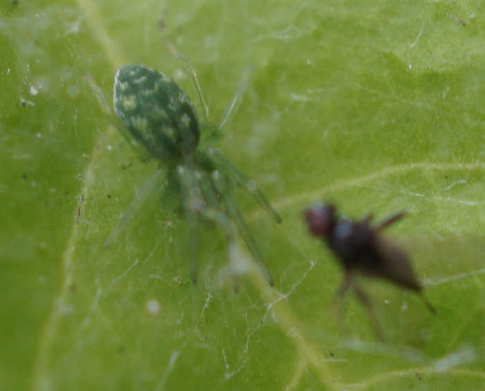 green spidey