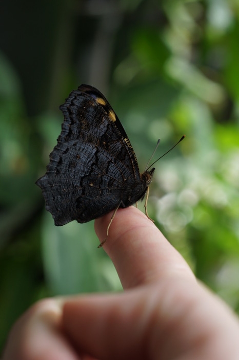 pet butterfly