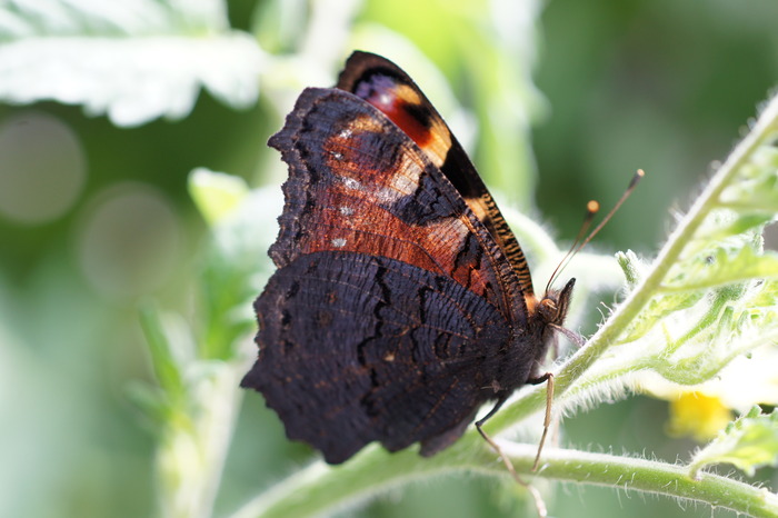 pet butterfly