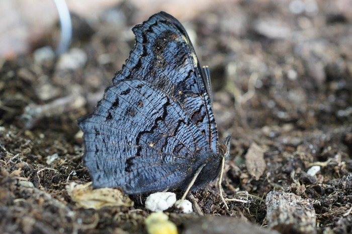 pet butterfly