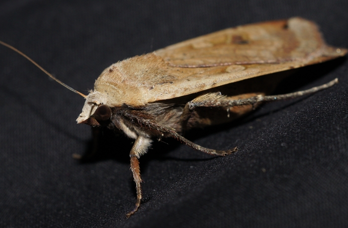 brown moth