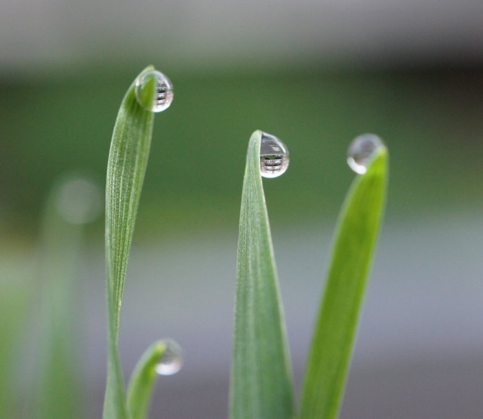 dew drop buildings