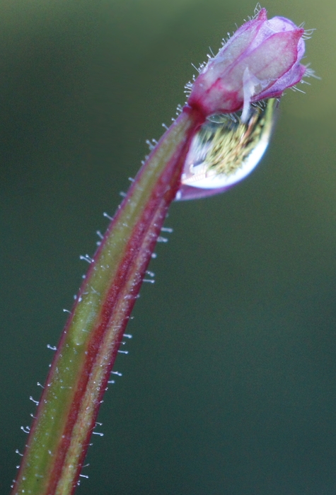 dew drop pink weed