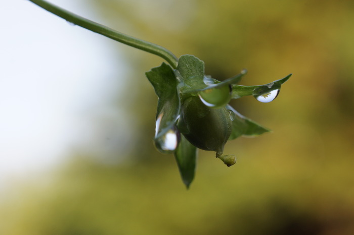 dew drop pansy